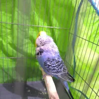 مرغ عشق انگلیسی|پرنده|هشتگرد, فاز ۱ مهستان|دیوار