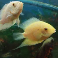 ماهی اسکار و سورم