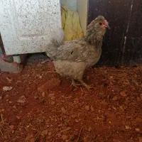 گلین طوسی|حیوانات مزرعه|شیراز, کوشک میدان|دیوار