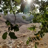 فروش زمین ۱۶۰ متری در مدیسه