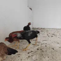 چهارعددلاری بفروش میرسد|حیوانات مزرعه|شبستر, |دیوار