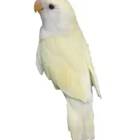 پرنده|پرنده|جهرم, |دیوار