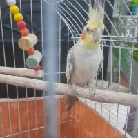 عروس هلندی|پرنده|سامان, |دیوار