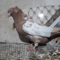 کفتر|پرنده|شیراز, کفترک|دیوار