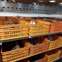 پکیج کامل جوجه کشی شترمرغ|لوازم جانبی حیوانات|کاشان, نوش آباد|دیوار