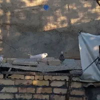 کبوترفروشی|پرنده|بسطام, |دیوار