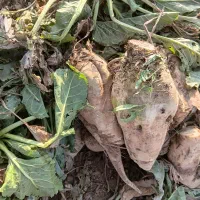 چعندر قند|خوردنی و آشامیدنی|بشاریات, |دیوار