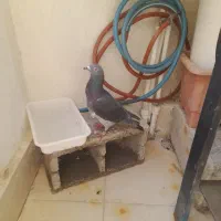 معاوضه  کبوتر سبز پلاکی کیلومتری با قناری|پرنده|برازجان, |دیوار