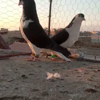 جفتی|پرنده|سبزوار, کهنه آب|دیوار