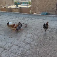 مرغ تخم گذار|پرنده|آران و بیدگل, |دیوار
