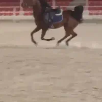 اسب جوان شناسنامه دار نژاد دره شور