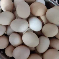 تخم مرغ خانگی