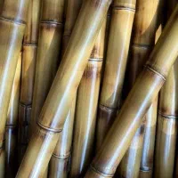 دو عدد چوب بامبو