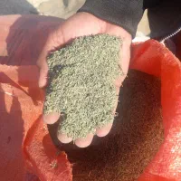 فروش دو تن آویشن باغی قیمت کیلو700هزار تومان|خوردنی و آشامیدنی|ششده و قره بلاغ, |دیوار