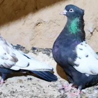 دو جفت نر و ماده کله زرد و سینه دم سیاه جفتی ۸۰۰|پرنده|اردکان, |دیوار