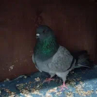 کفتر پرشی کبوتر