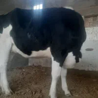 گوساله هلیشتان|حیوانات مزرعه|میبد, |دیوار