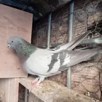 نر کوهی تهرانی شرورر|پرنده|خرم‌آباد, |دیوار