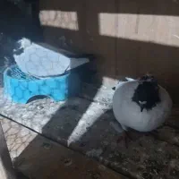 طوقی هفت رنگ جفتی ۹۰۰پرستویی