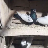 کبوتر سینه  سیاه