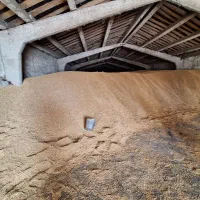 منشی و بازاریابی  در کار غلات و خوراک دام و طیور