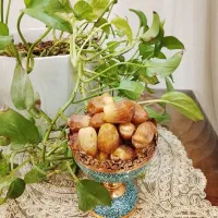 خرما خاصویی و زاهدی|خوردنی و آشامیدنی|پردیس, فاز ۴|دیوار