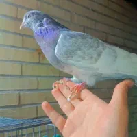 کله ای نر دستی مست فروشی|پرنده|اردکان, |دیوار