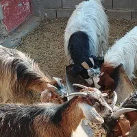 ۲ عددبزابست|حیوانات مزرعه|شاهرود, |دیوار