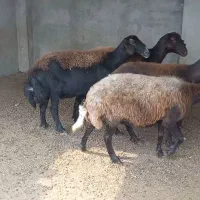 گوسفند افشار