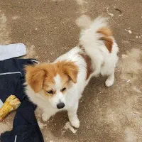 سگ خانگی|سگ|اهواز, شهرک اکباتان|دیوار