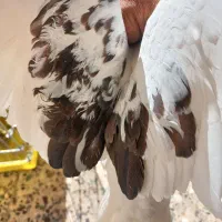 کبوتر|پرنده|بافت, |دیوار