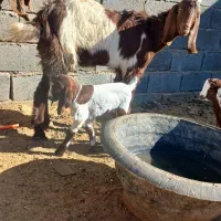 تعدادسه عددبززاییده بفروش میرسد|حیوانات مزرعه|تربت جام, عیدی آباد|دیوار