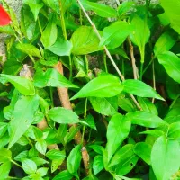 نهال شاه توت|گل و گیاه طبیعی|حویق, |دیوار