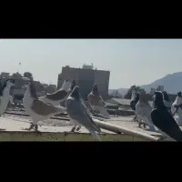 ۳۰تاسادع نر جوجه بوم درجه یک|پرنده|تربتحیدریه, داروپخش|دیوار