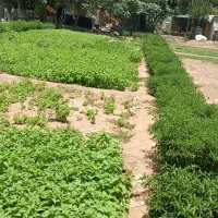 سبزی فروشی|حراج|شیراز, عادل آباد|دیوار