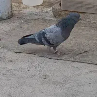 یک جفت کبوتر کلکسیونی