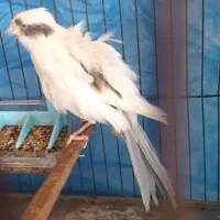 قناری فر|پرنده|رشت, فرزانه|دیوار