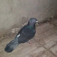 پلاکی کاکل