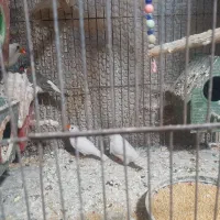 فنج|پرنده|اردبیل, |دیوار