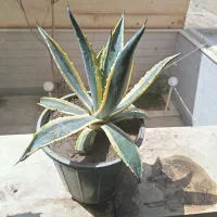 130 گل اگاو