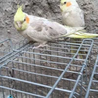 دو عدد عروس هلندی|پرنده|کوهدشت, |دیوار