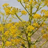 باریجه ، بالانبو ، قاسنی وحشی