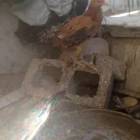 جوجه محلی|حیوانات مزرعه|خمک, |دیوار