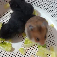 بچه همستر|موش و خرگوش|کرمان, |دیوار