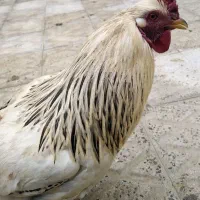 خروس|حیوانات مزرعه|محمدیه-قزوین, |دیوار