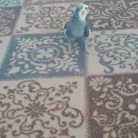 عروس هلندی نر