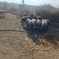 میش آبستن|حیوانات مزرعه|کهک, |دیوار