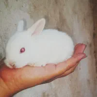 بچه خرگوش خونگی