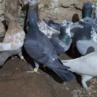 16تا پلاکی|پرنده|پاسارگاد, |دیوار