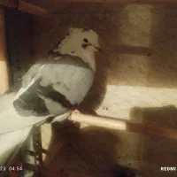 کبوتر پرشی|پرنده|گرمدره, |دیوار